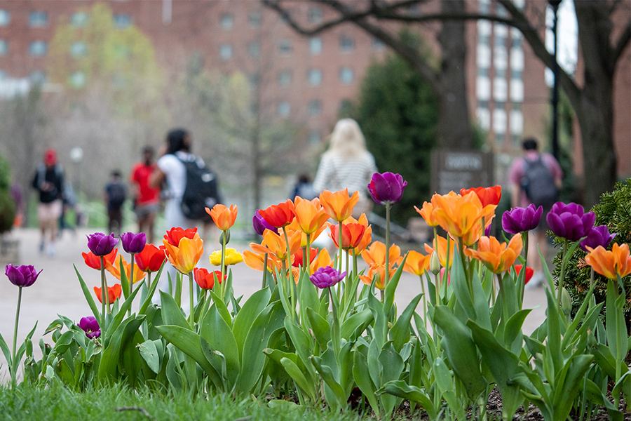Tulips on campus