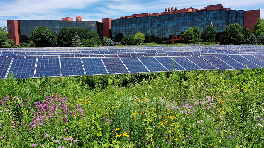 ${ Solar panels and prairie flowers at Curran Place }