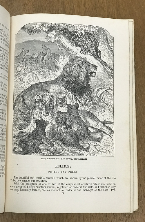 Illustration from a book about mammals. It's a wood engraving.