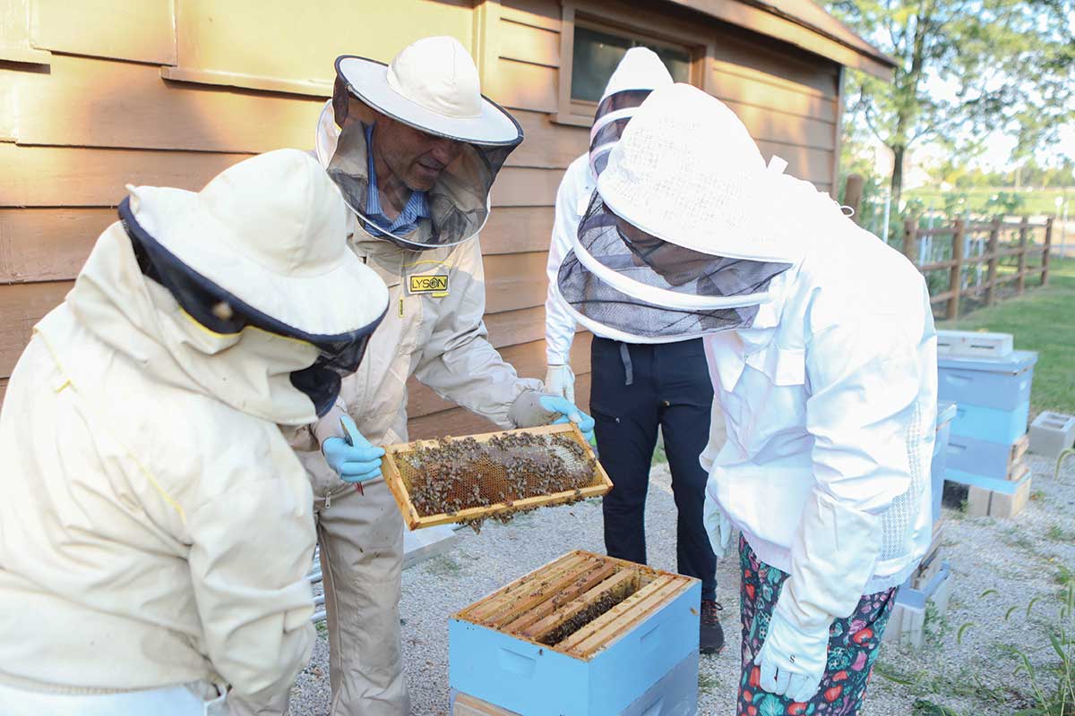 Students and staff take honeycomb out of beehive to observe bees